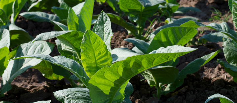 We grow tobacco in Italy and the Republic of Moldova